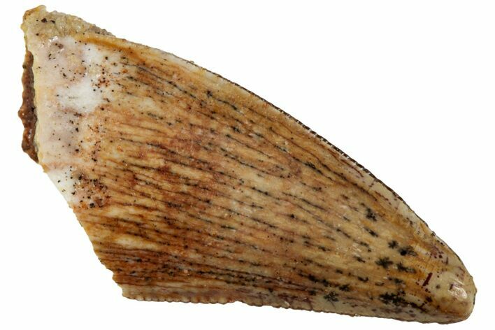 Serrated, Fossil Crocodylomorph (Araripesuchus) Tooth - Morocco #230701